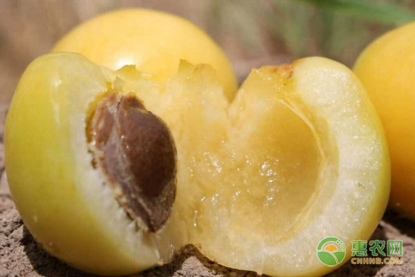 新疆小白杏怎么保存？种植前景如何？（附种植技术）